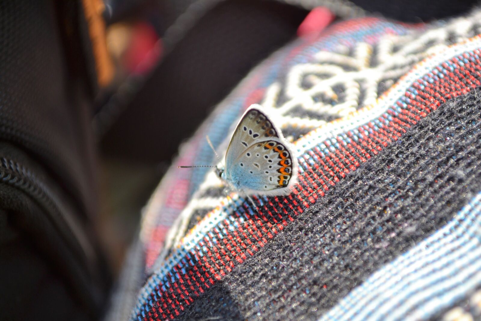 Nikon D3100 sample photo. Butterfly, ethno, wings photography