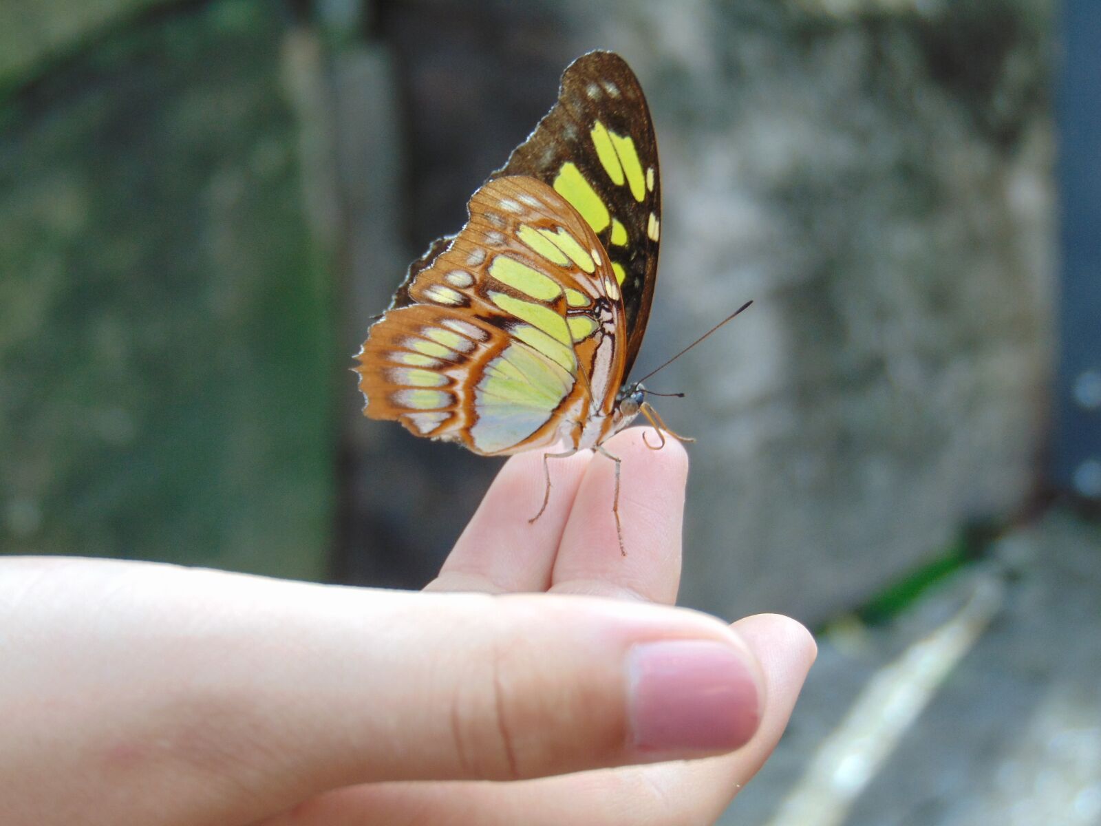 Sony Cyber-shot DSC-H300 sample photo. Butterfly, hand, nature photography