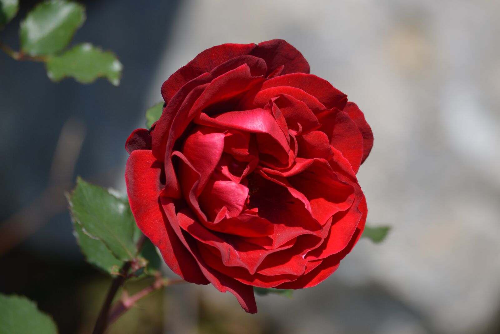 Nikon D3200 sample photo. Nature, flower, rose photography