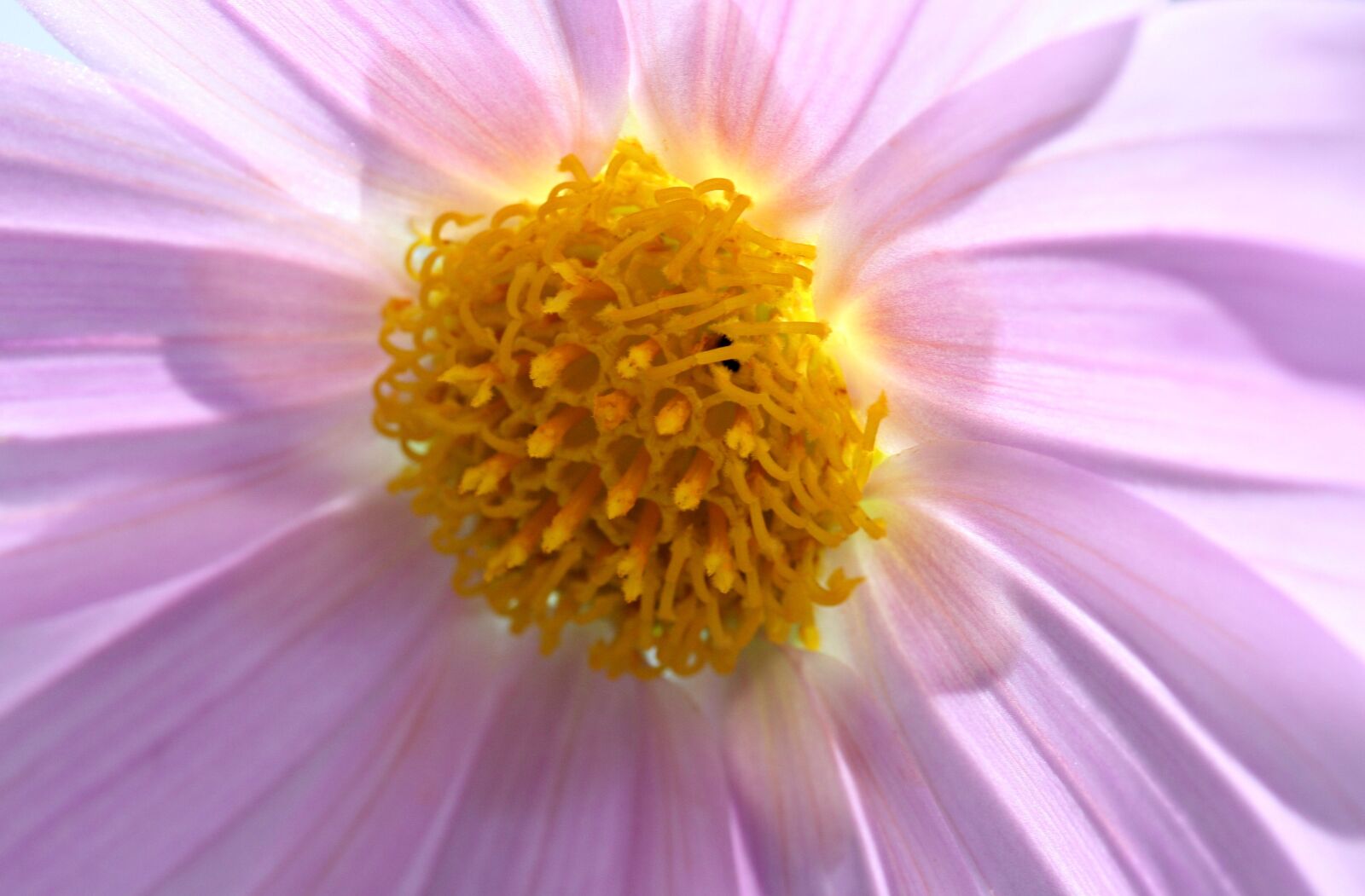 Canon EOS 30D sample photo. Flower, pink, yellow photography