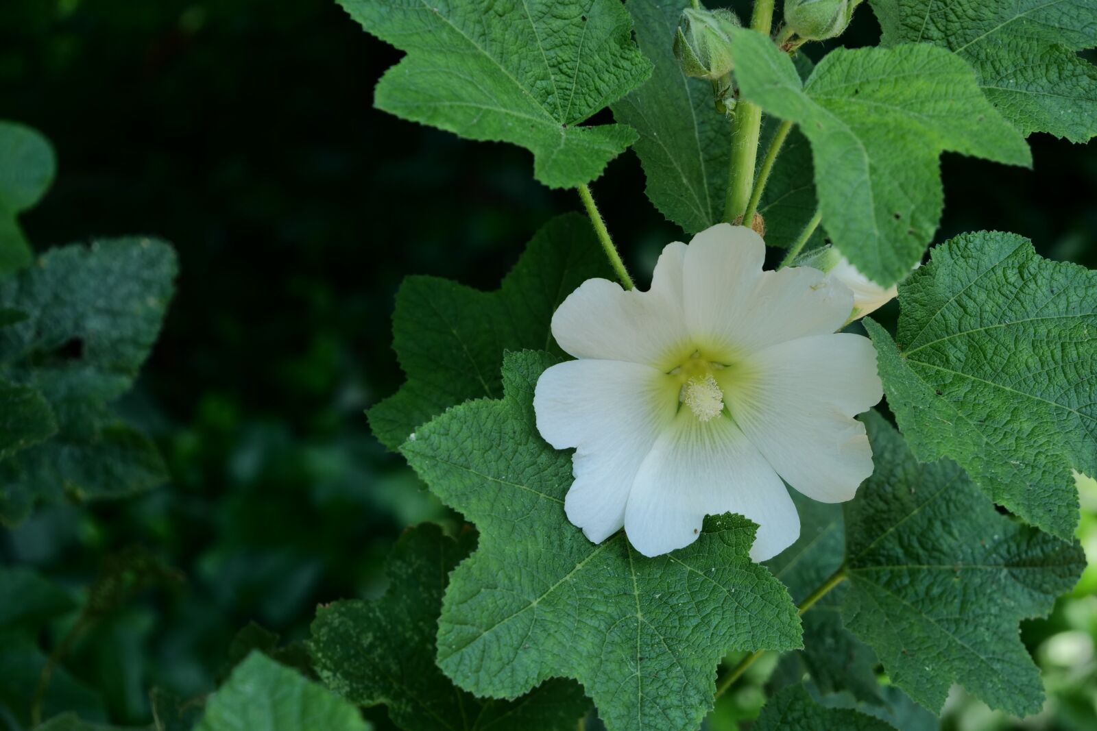 Panasonic Lumix DC-G9 sample photo. Flower, nature, plant photography