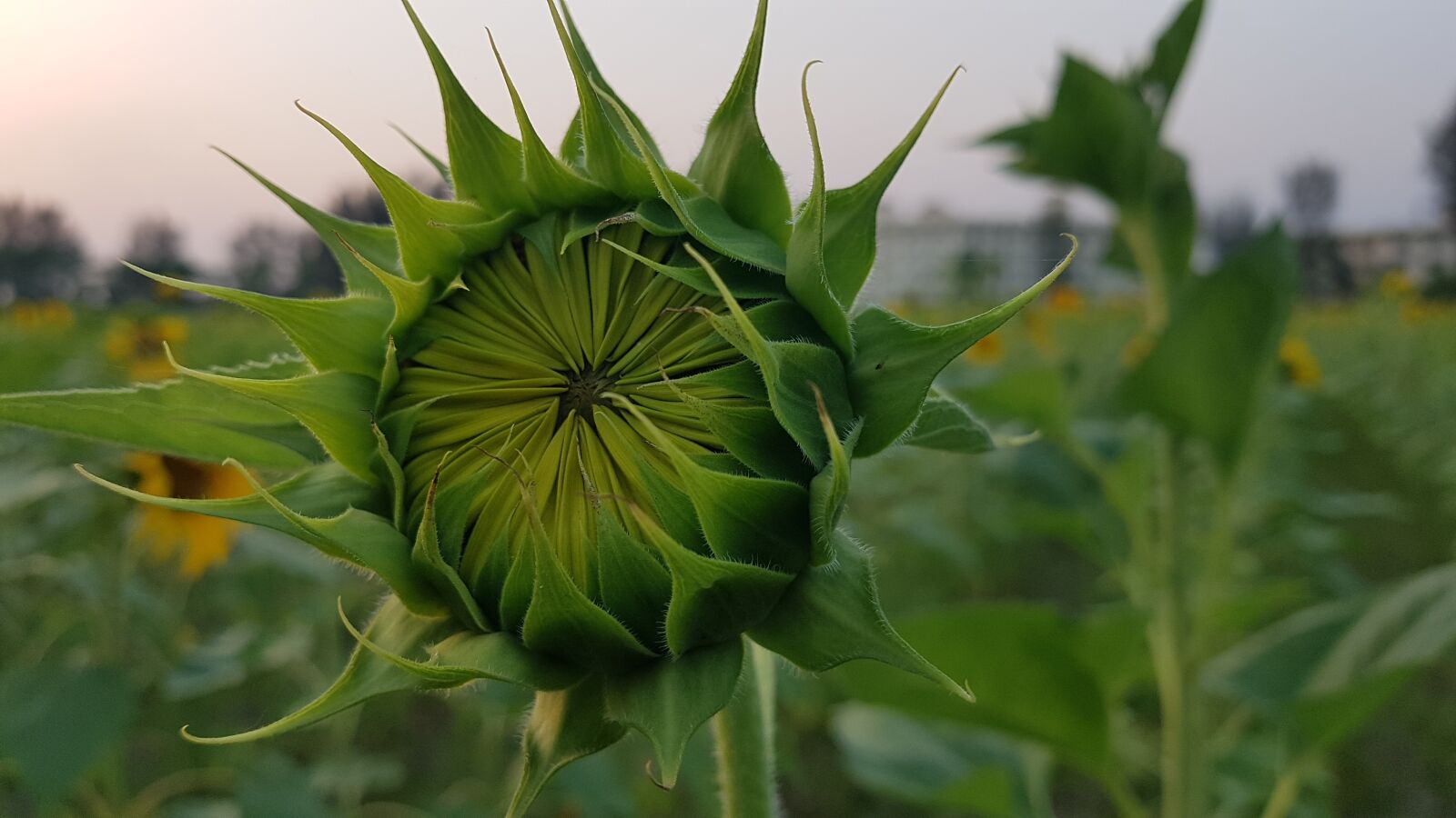 Samsung Galaxy Note Fan Edition sample photo. Sunflower, green, flower photography