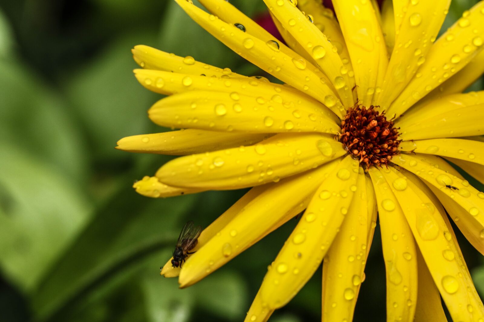 Canon EOS 7D Mark II sample photo. Flower, macro, garden flower photography