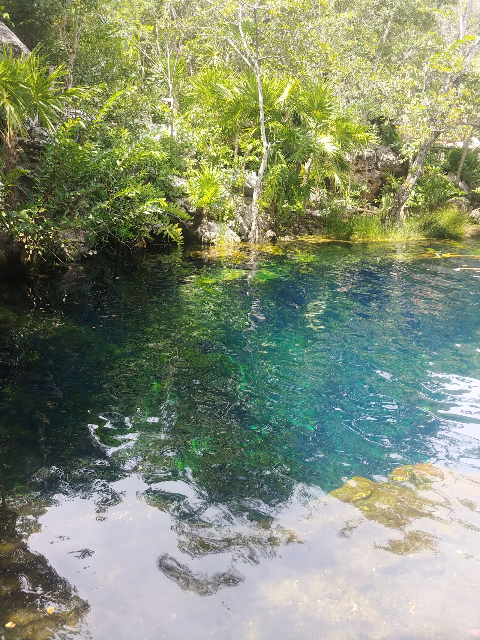 LG V30 sample photo. Cenote, mexico, jungle photography