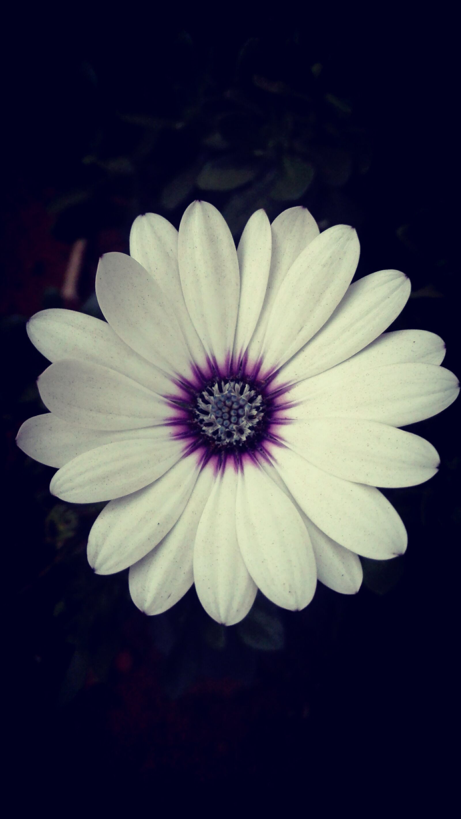HUAWEI P8 Lite sample photo. Daisy, garden, spring photography