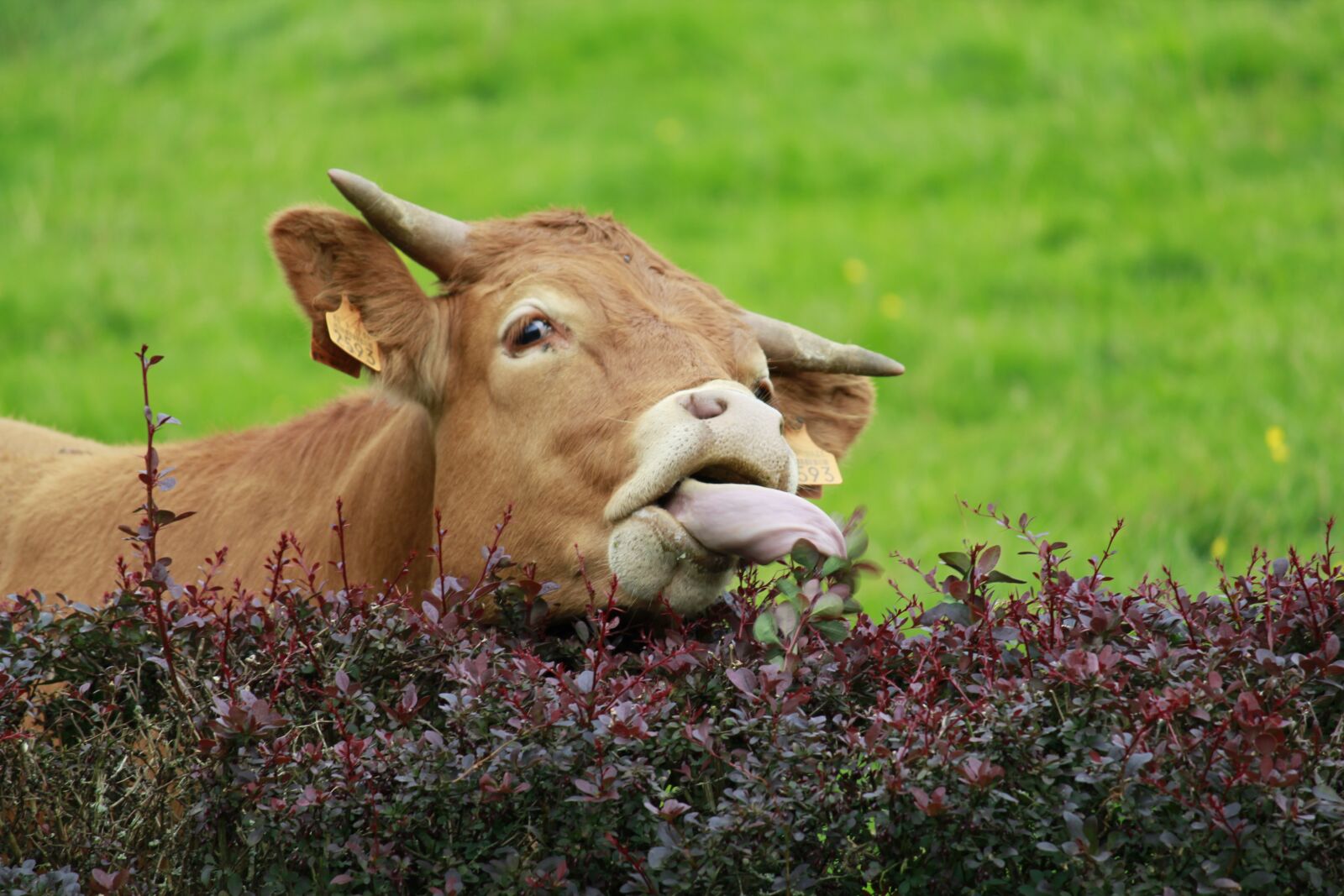 Canon EOS 550D (EOS Rebel T2i / EOS Kiss X4) sample photo. Grass, field, animal photography