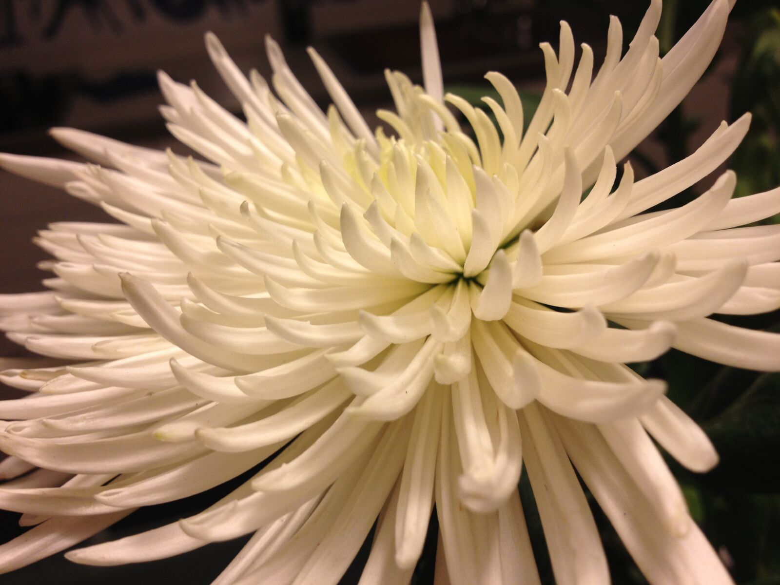 Apple iPhone 4S sample photo. Flower, white, white flower photography