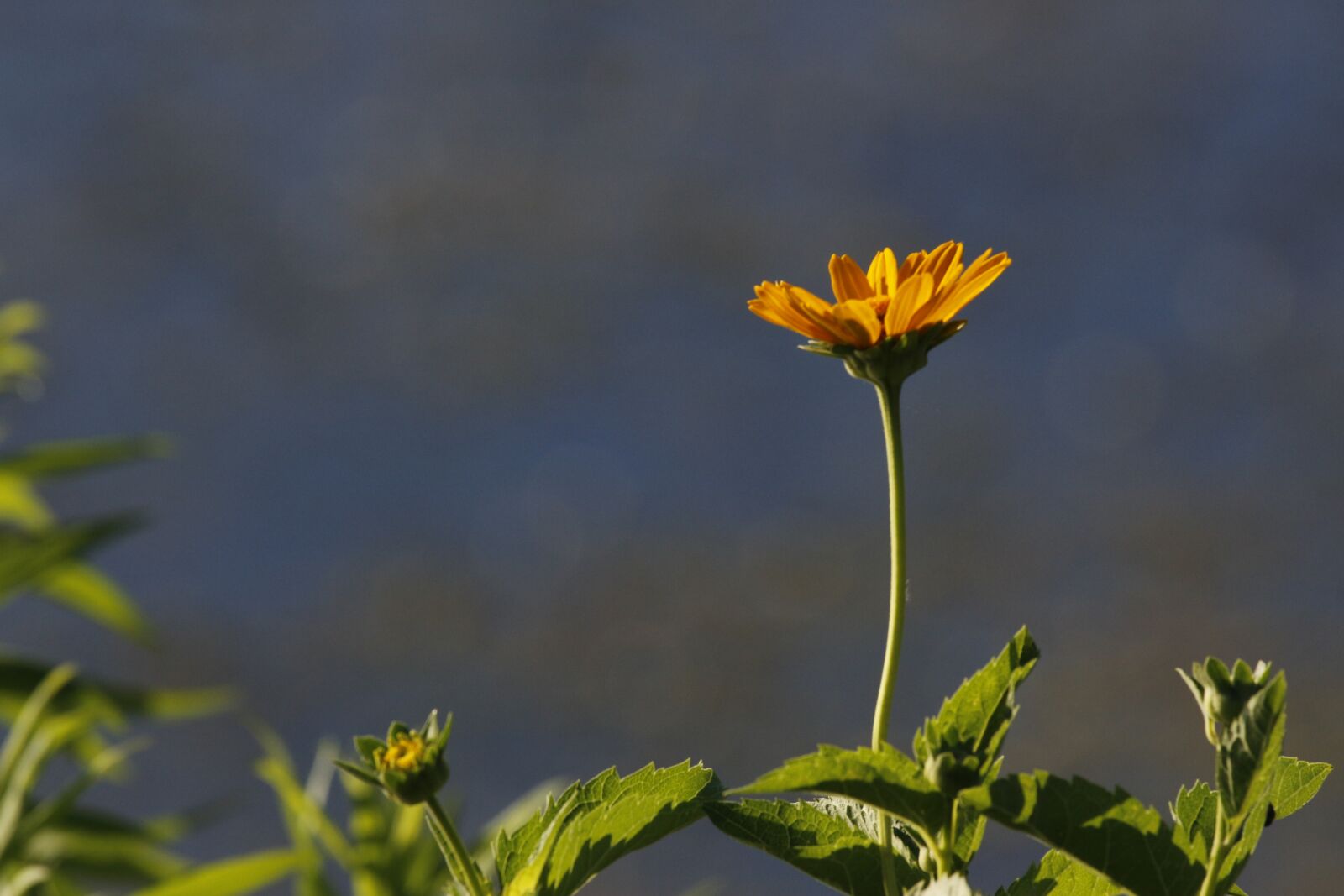 Canon EF 100-400mm F4.5-5.6L IS USM sample photo. Yellow, flower, summer photography