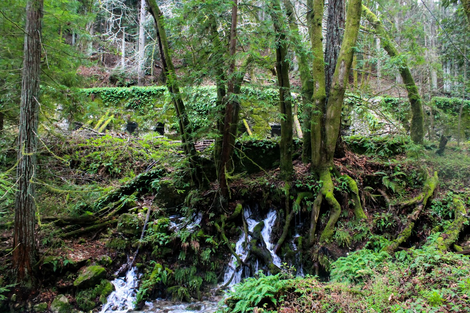Canon EOS 1100D (EOS Rebel T3 / EOS Kiss X50) sample photo. Forest, usa, california photography
