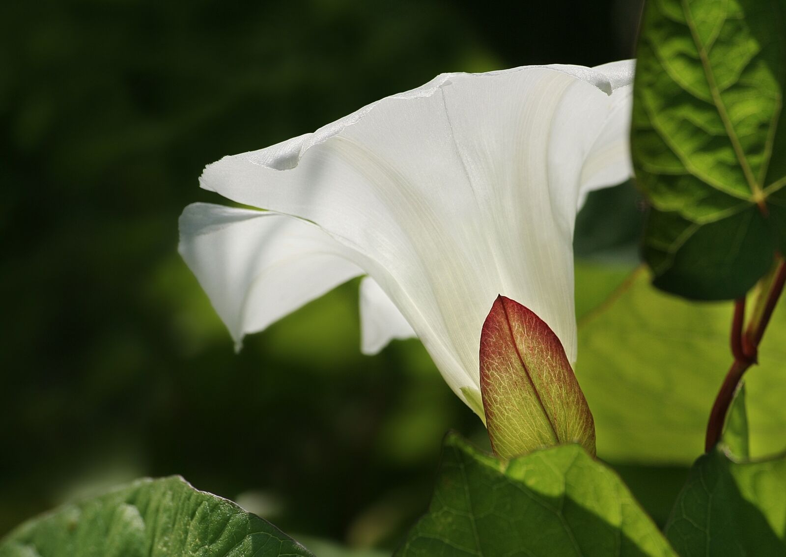 Canon EOS 350D (EOS Digital Rebel XT / EOS Kiss Digital N) sample photo. Nature, bindweed, summer photography