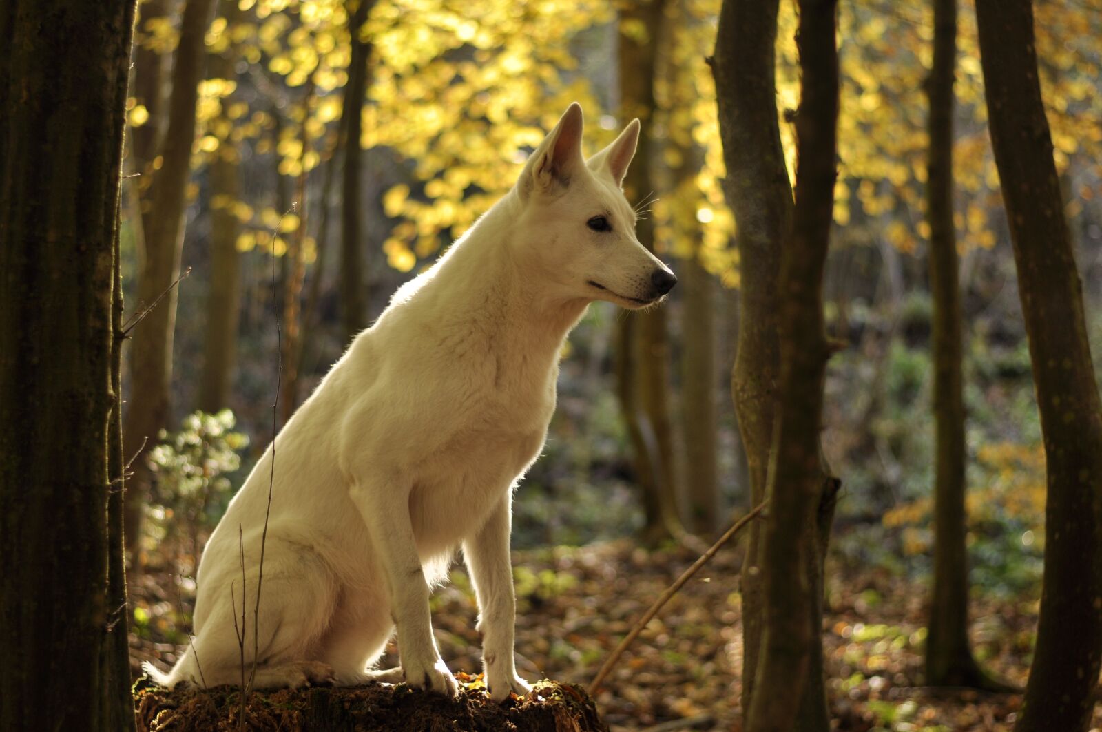 Nikon D90 sample photo. Dog, forest, nature photography