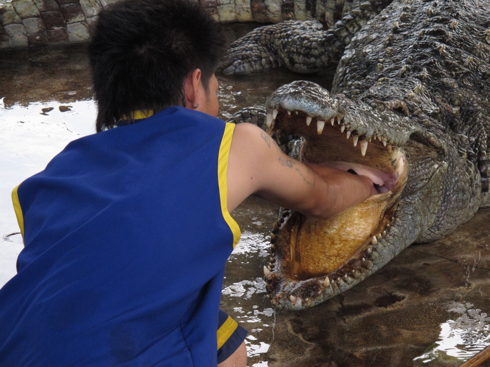 Canon PowerShot G12 sample photo. Hand, crocodile, focus photography
