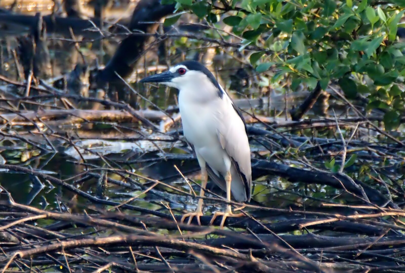 Olympus OM-D E-M1 sample photo. Night crown heron, wild photography