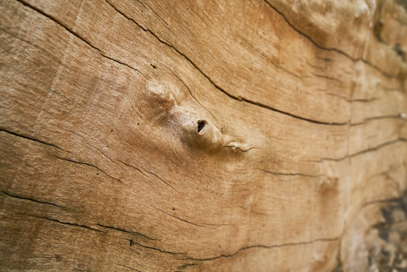 Sony a7R II sample photo. Tree, texture, wood-fibre boards photography