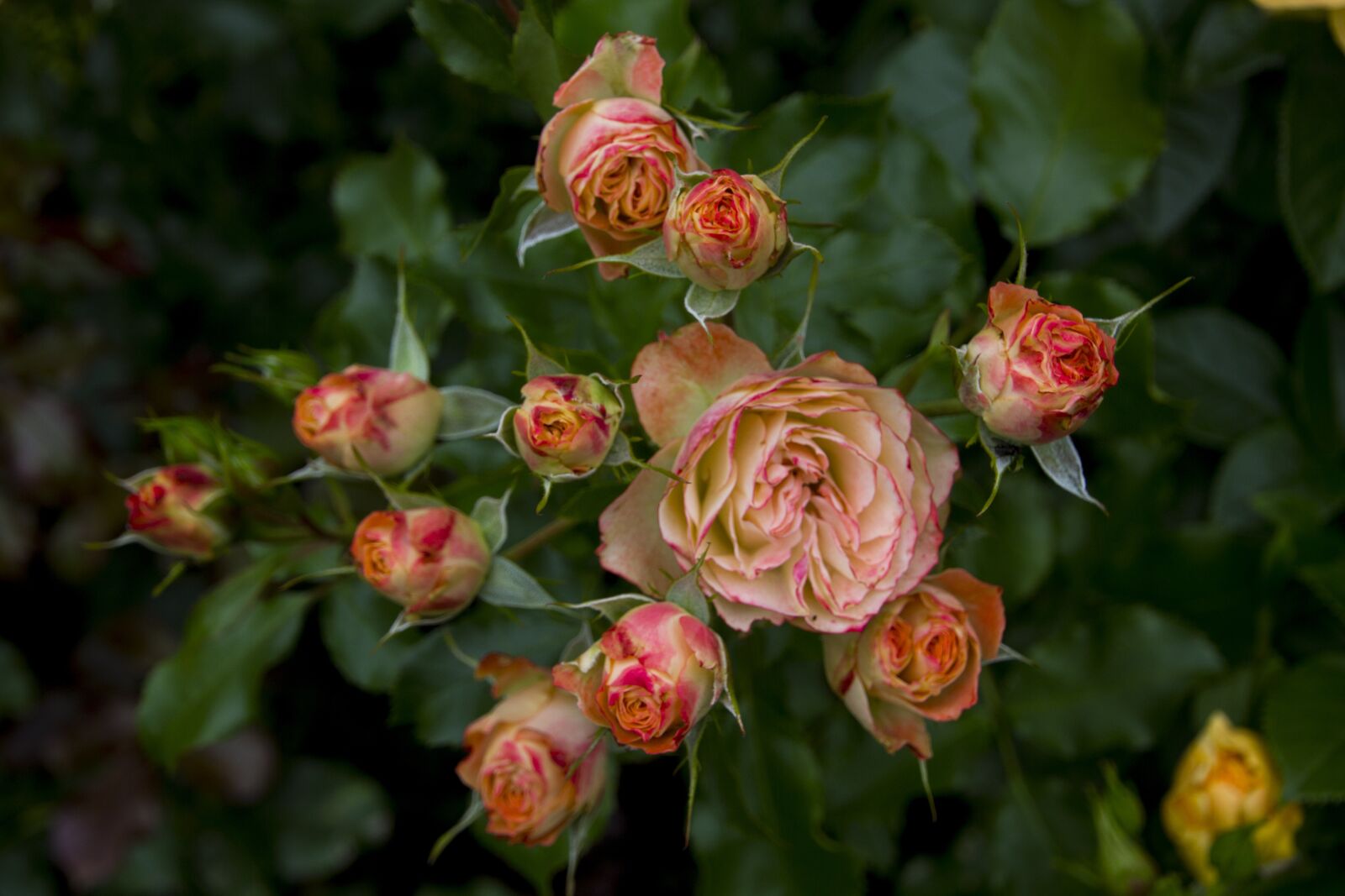 Canon EOS 60D sample photo. Rose, flower, blossom photography