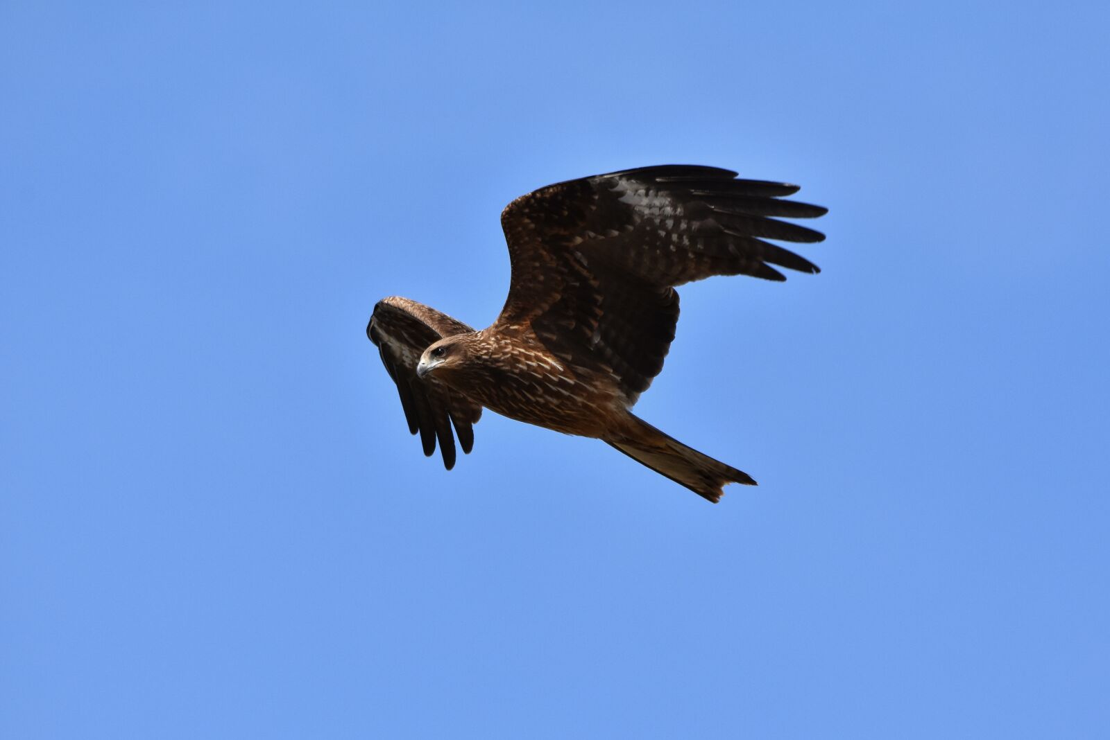 Nikon D7200 sample photo. Animal, sky, bird photography