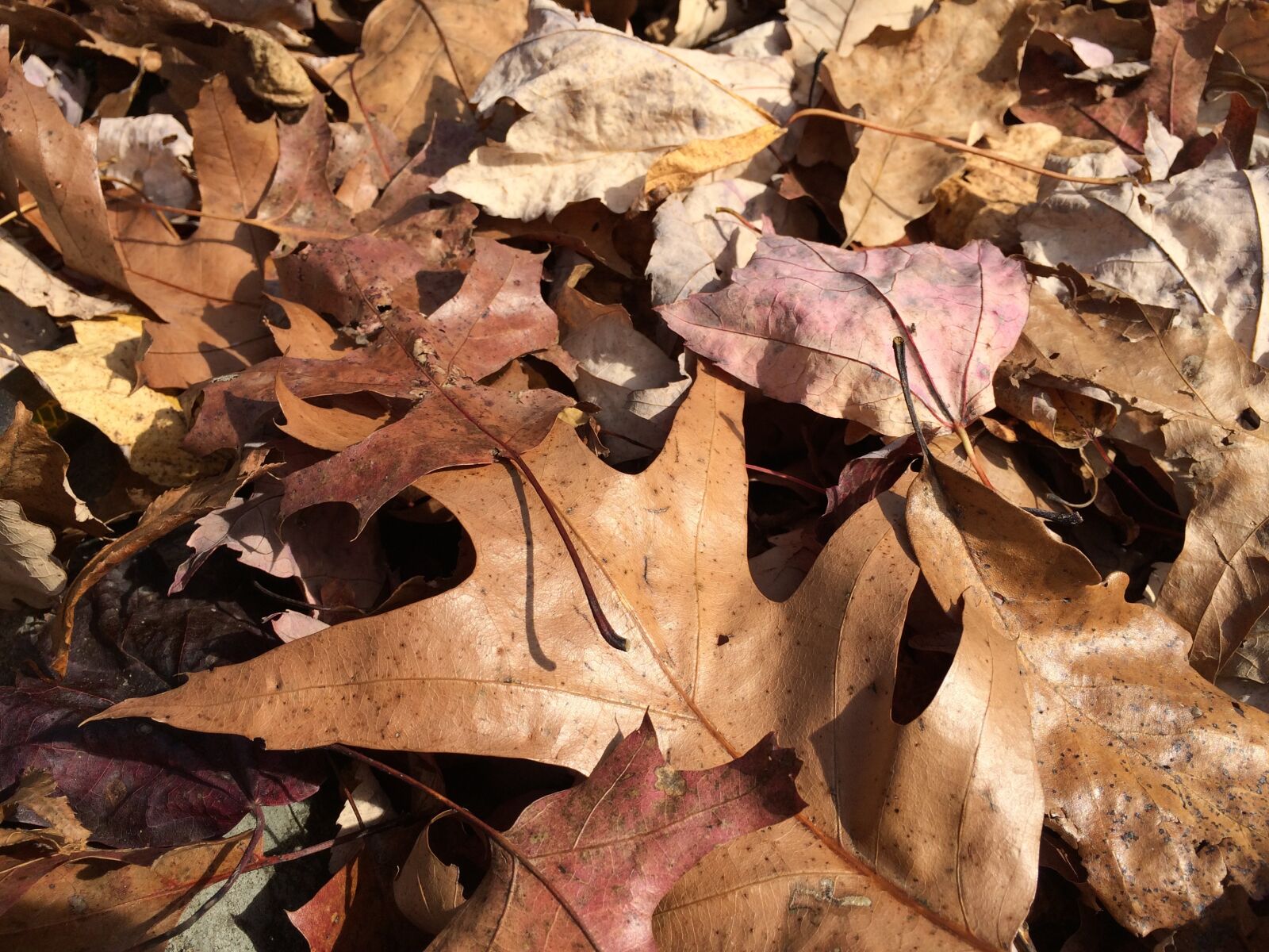 Apple iPhone 5s sample photo. Autumn, leaves, fall photography