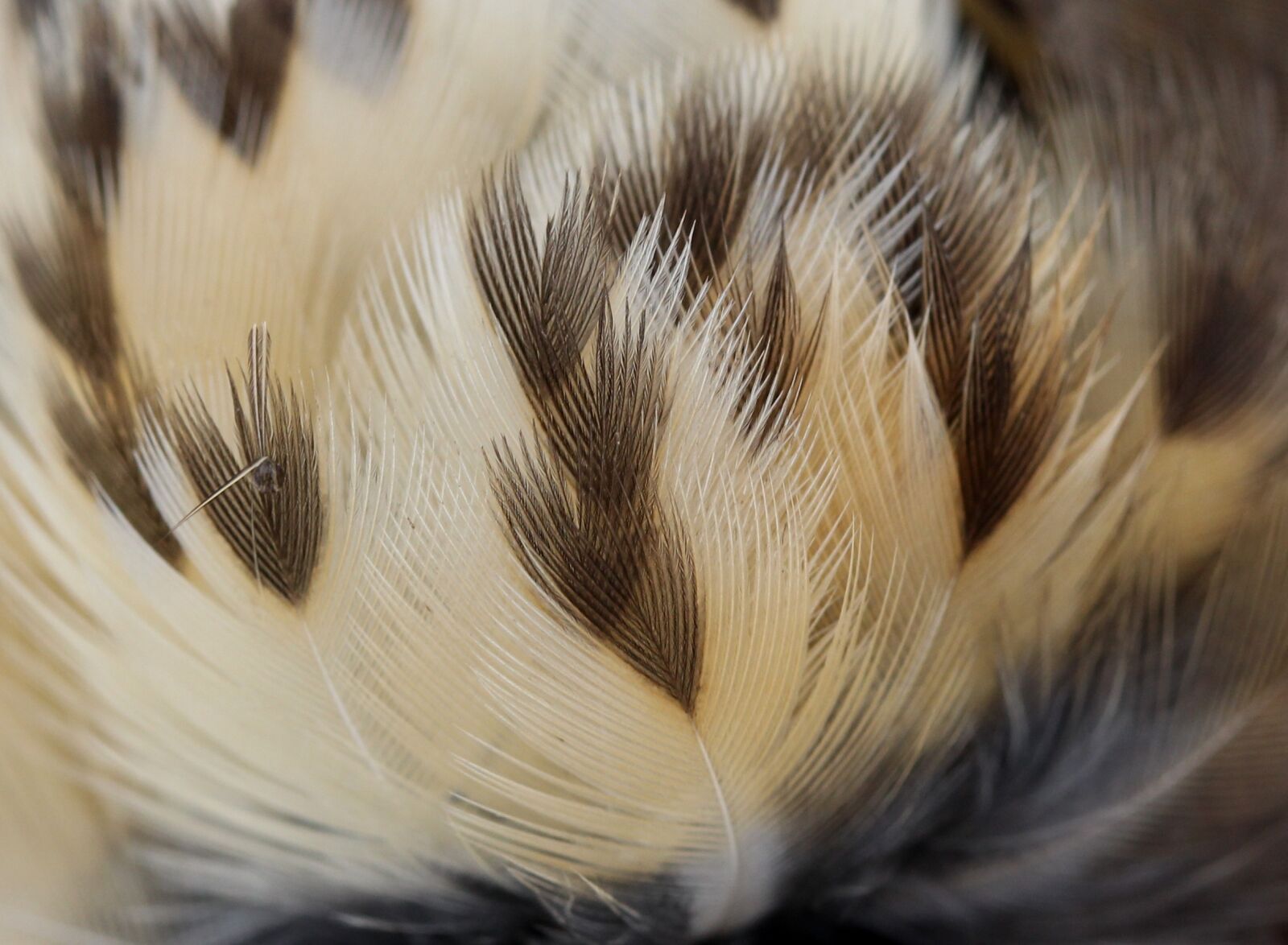 Canon EF-S 60mm F2.8 Macro USM sample photo. Snowflakes, feather, birds photography