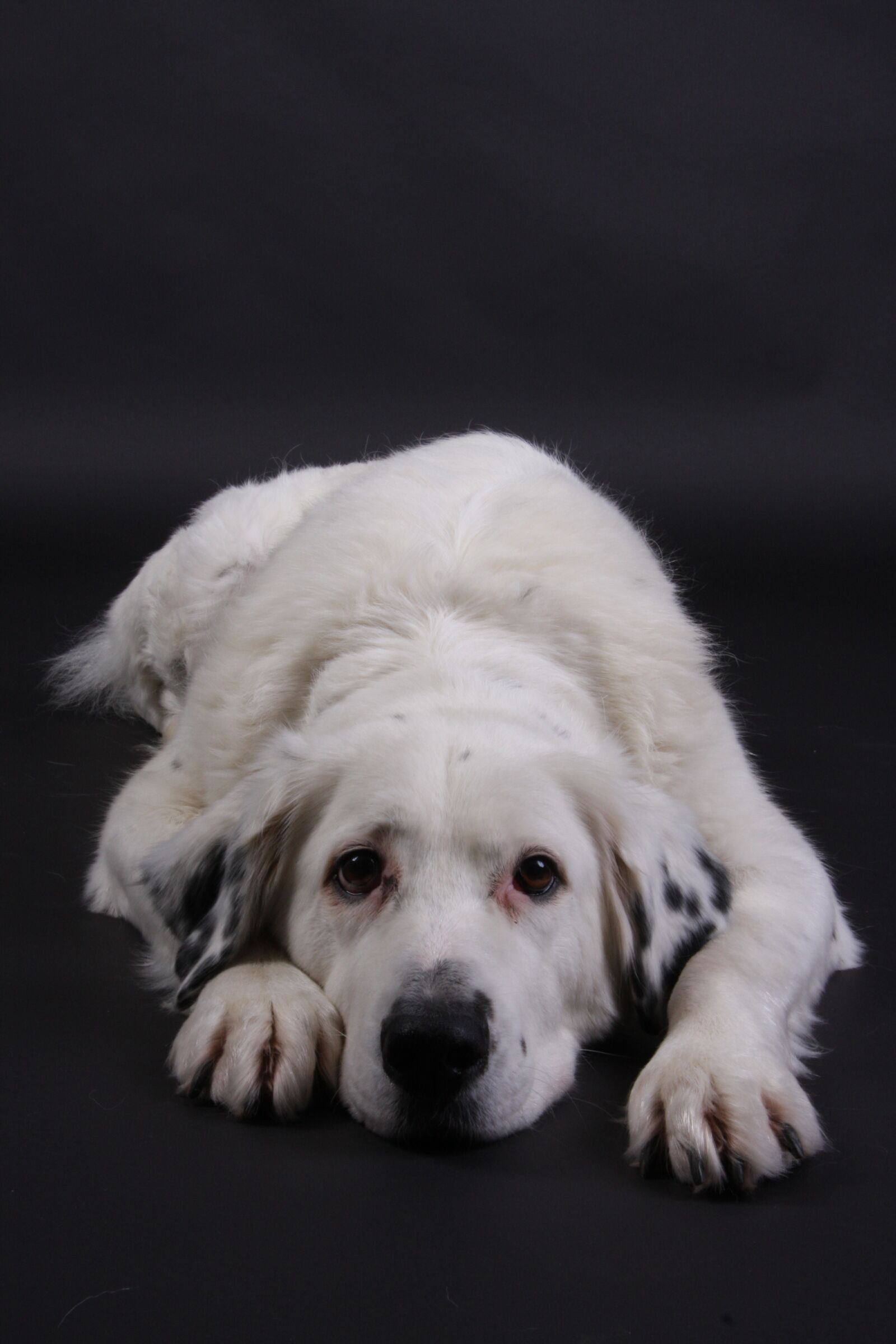 Canon EOS 40D sample photo. Dog, white, sweet photography