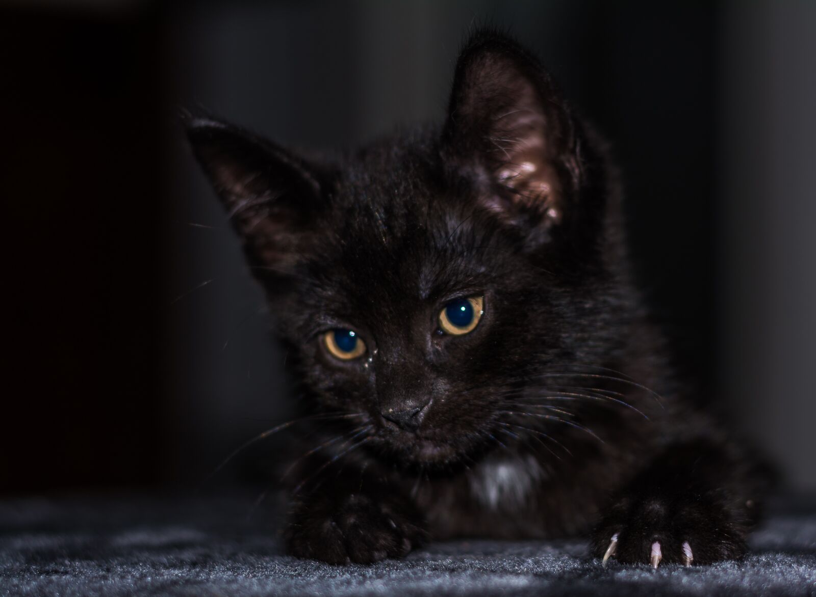 Nikon D5200 sample photo. Baby cat, cat baby photography