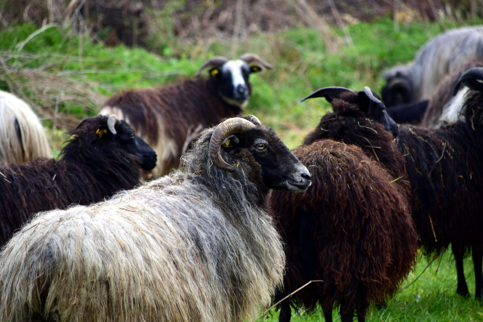 Nikon D3300 sample photo. Flock of sheep, sheep photography