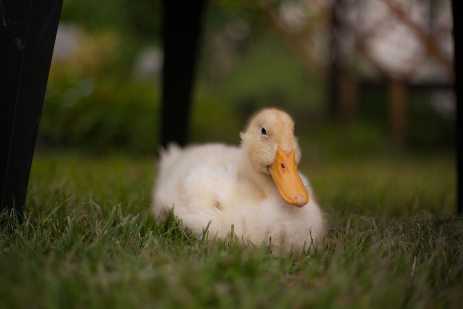 Canon EOS 5D Mark II sample photo. Duckling, animals, duck photography