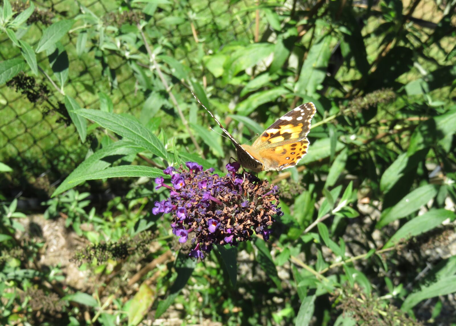 Canon PowerShot SX710 HS sample photo. Butterfly, butterfly bush, flower photography