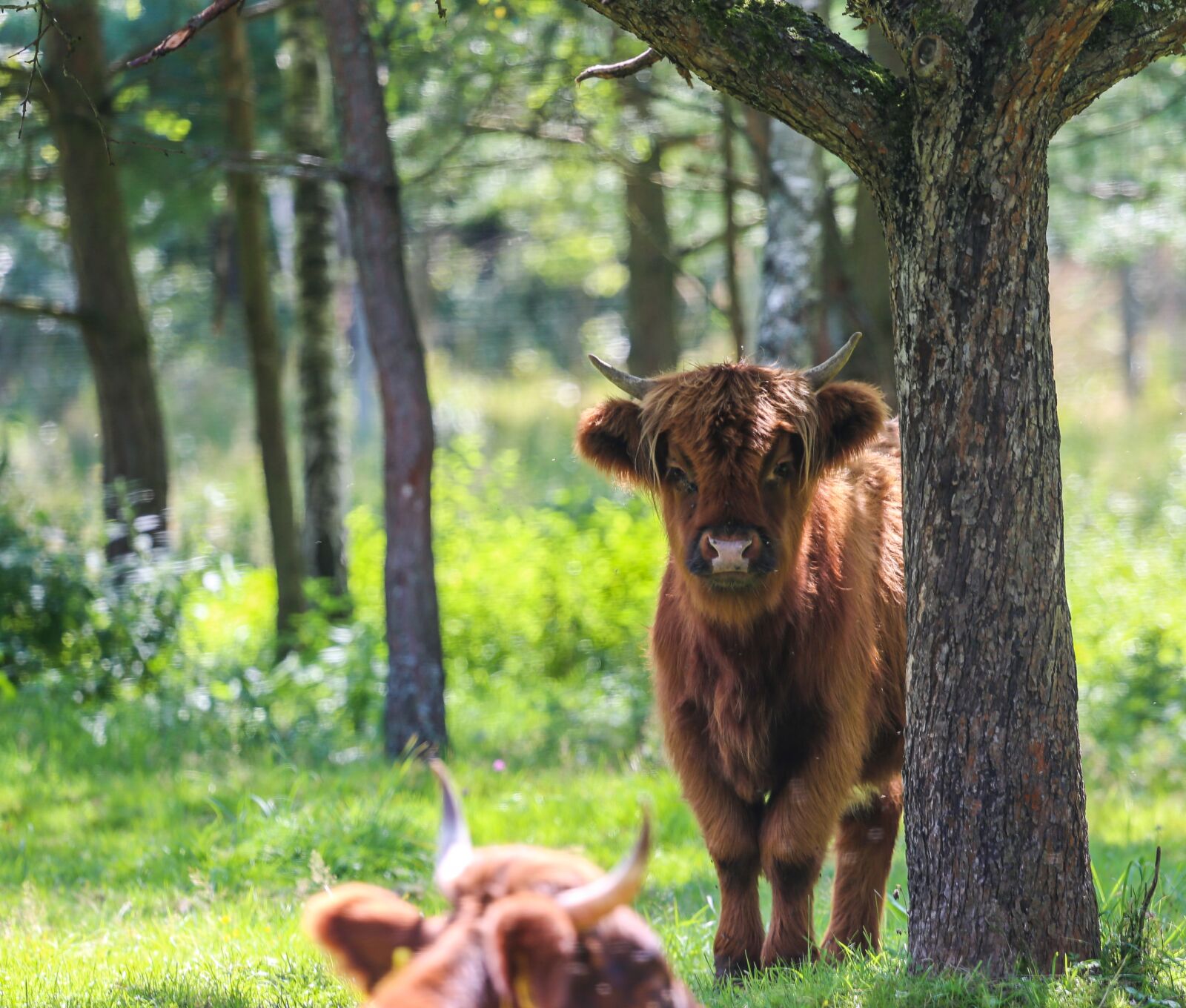 Canon EF 100-400mm F4.5-5.6L IS USM sample photo. Beef, cow, agriculture photography