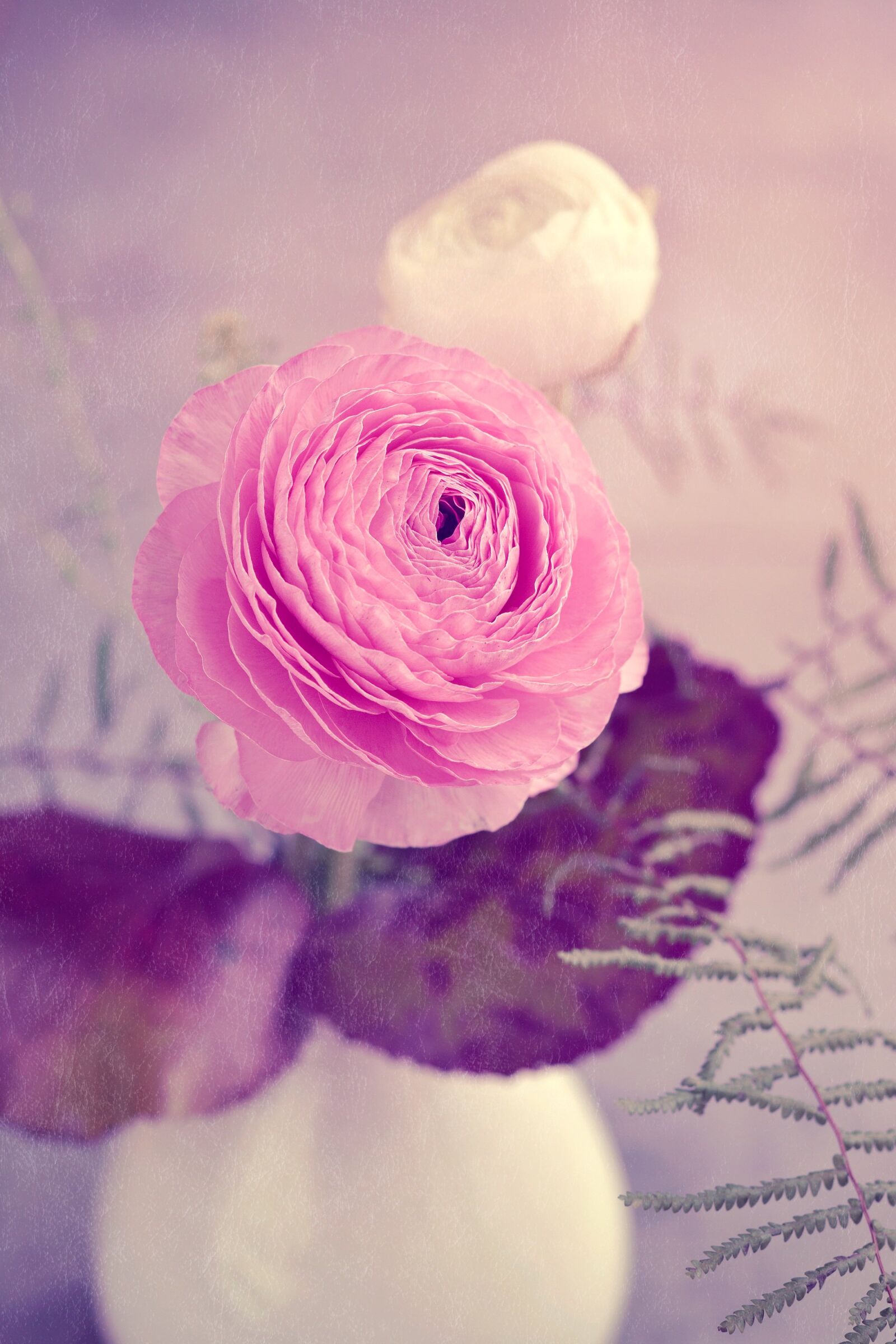 Nikon D7100 sample photo. Flower, ranunculus, pink photography