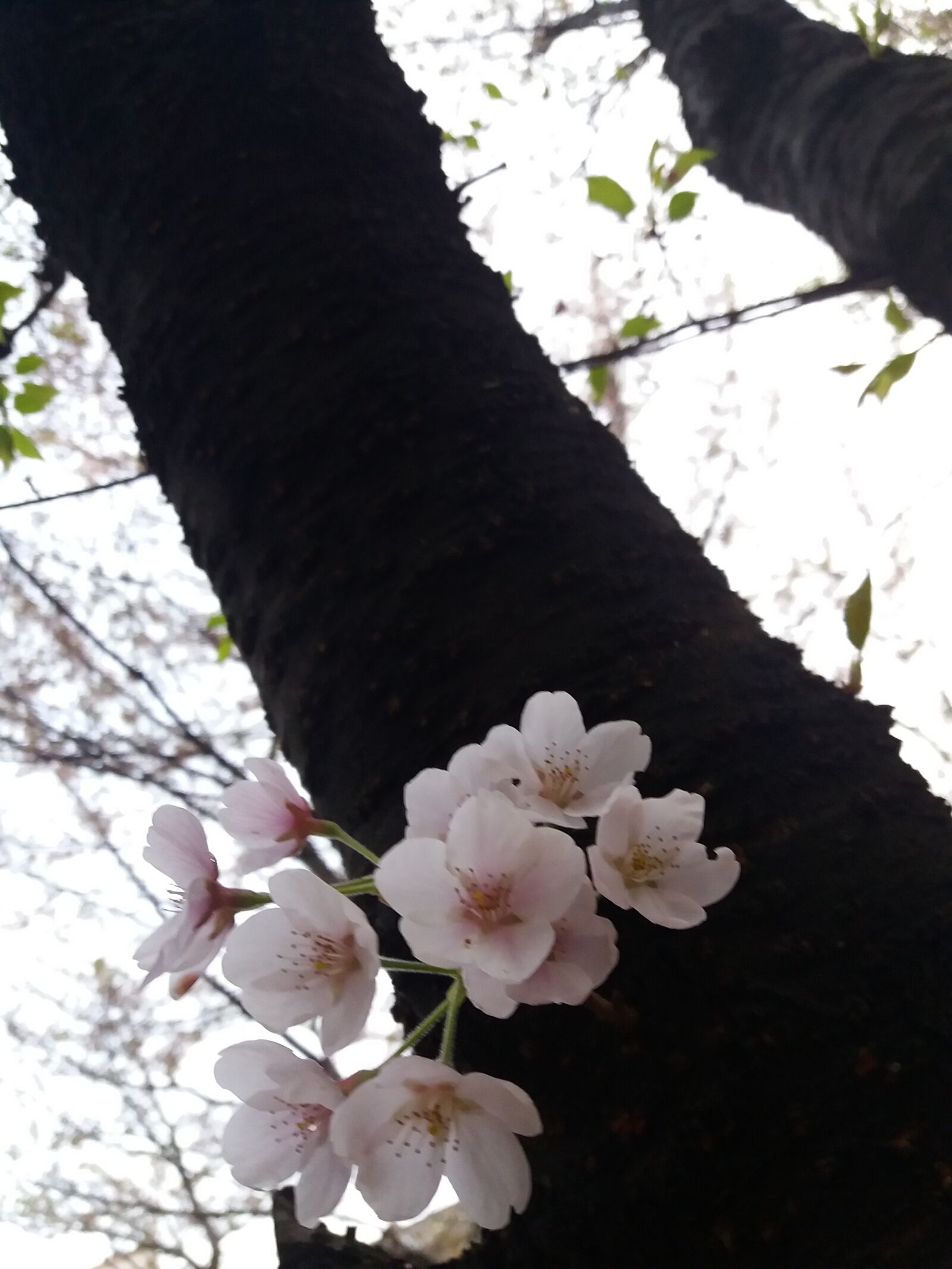 Samsung Galaxy J5(2016) sample photo. Cherry blossom, spring, wood photography
