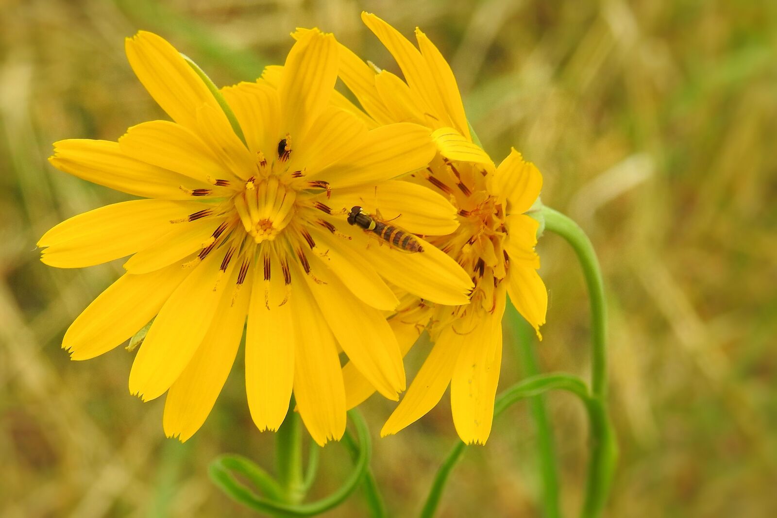 Nikon Coolpix P900 sample photo. Hawkweed, yellow hawkweed, composites photography
