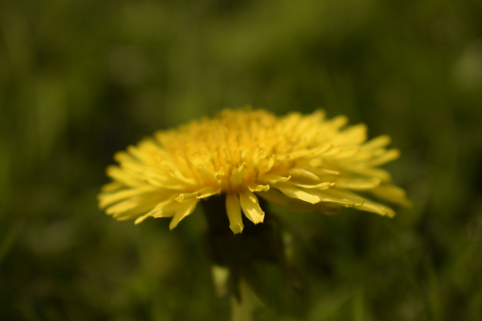 Nikon D3300 sample photo. Beautiful, flowers, dandelion, dandelion photography