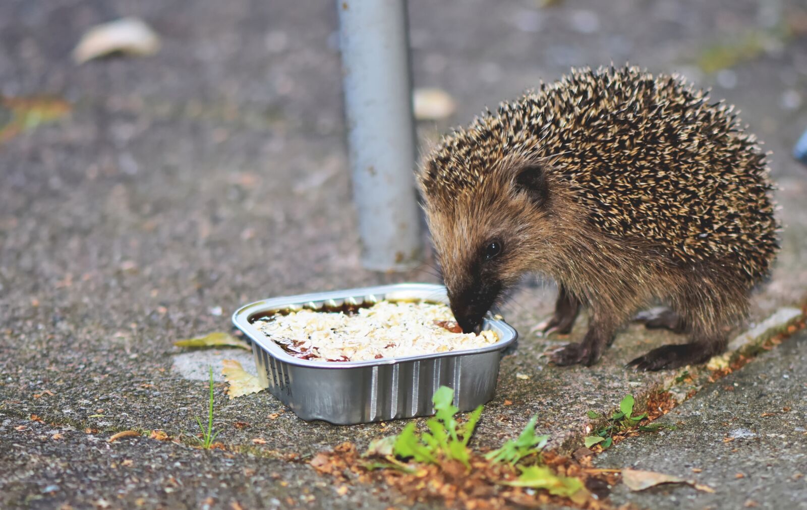 Nikon D7200 sample photo. Hedgehog, young animal, spur photography