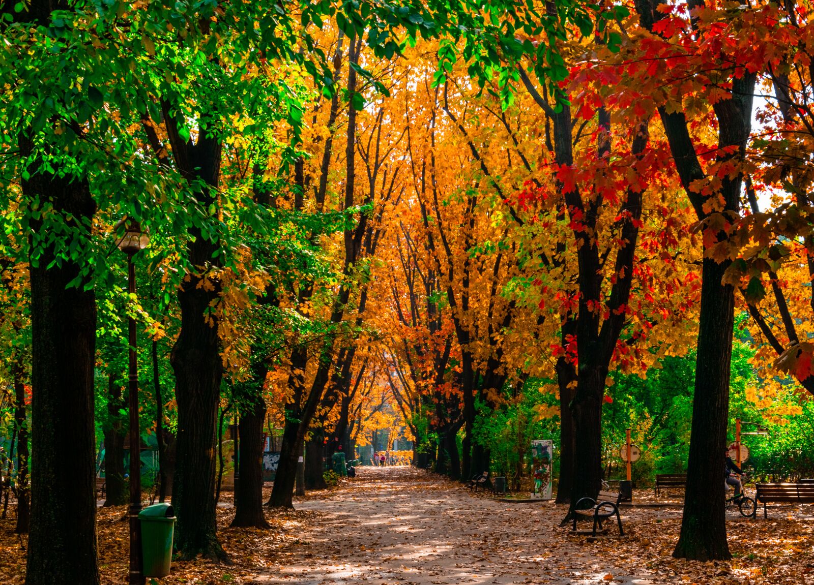 Nikon D5300 sample photo. Leaf, fall, tree photography