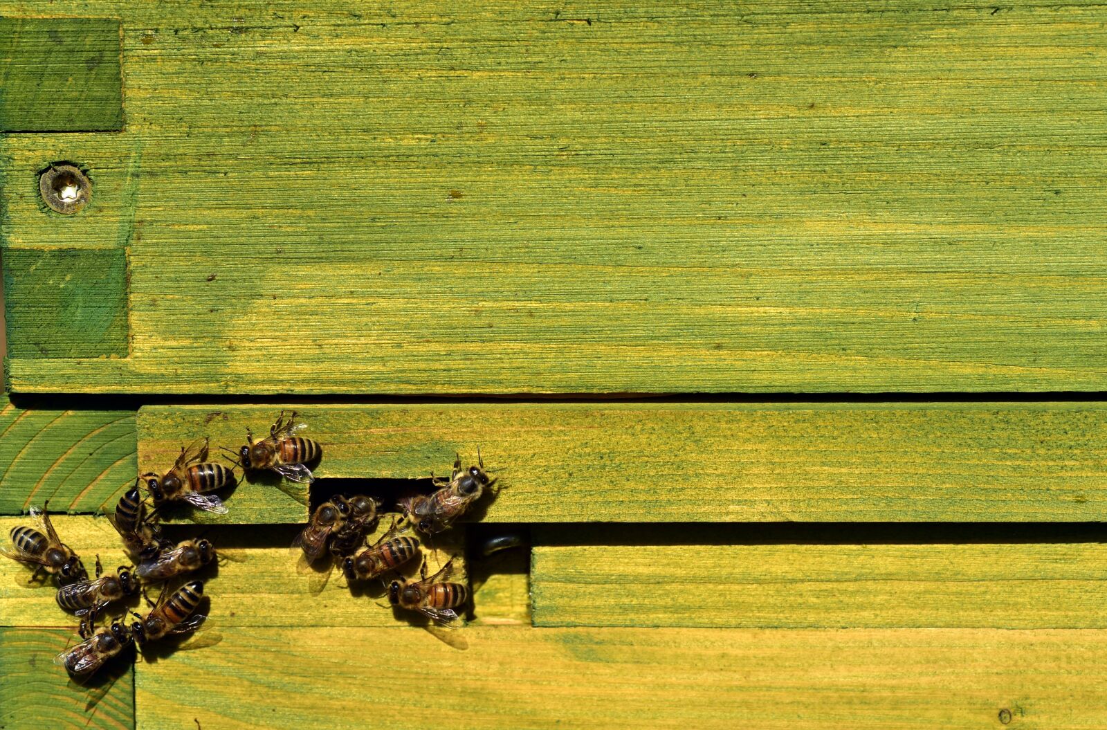 Nikon D750 sample photo. Bees, beehive, input photography