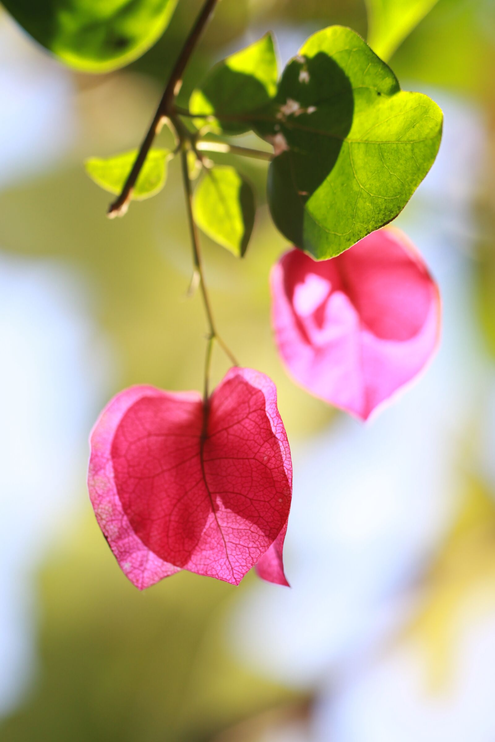 Canon EOS 50D sample photo. Flower, nature, spring flowers photography
