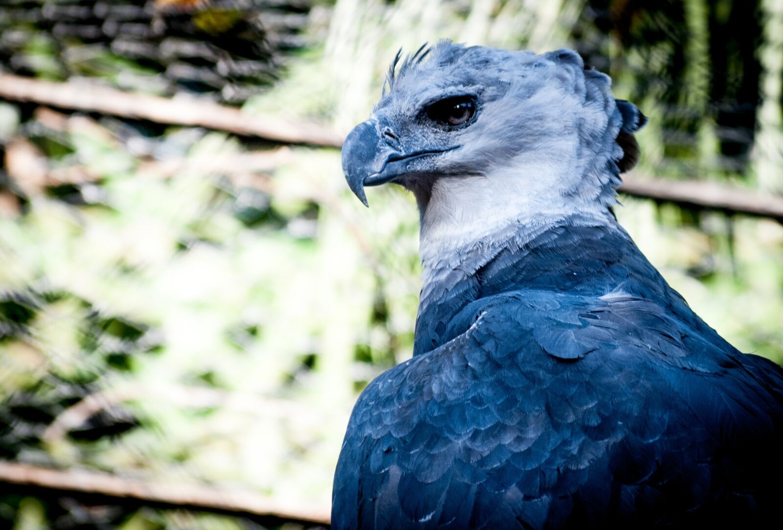 Nikon D3000 sample photo. Harpy, nature, bird prey photography