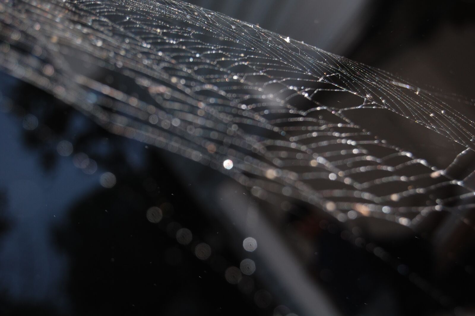Nikon D40 sample photo. Cobweb, spider, dreams photography