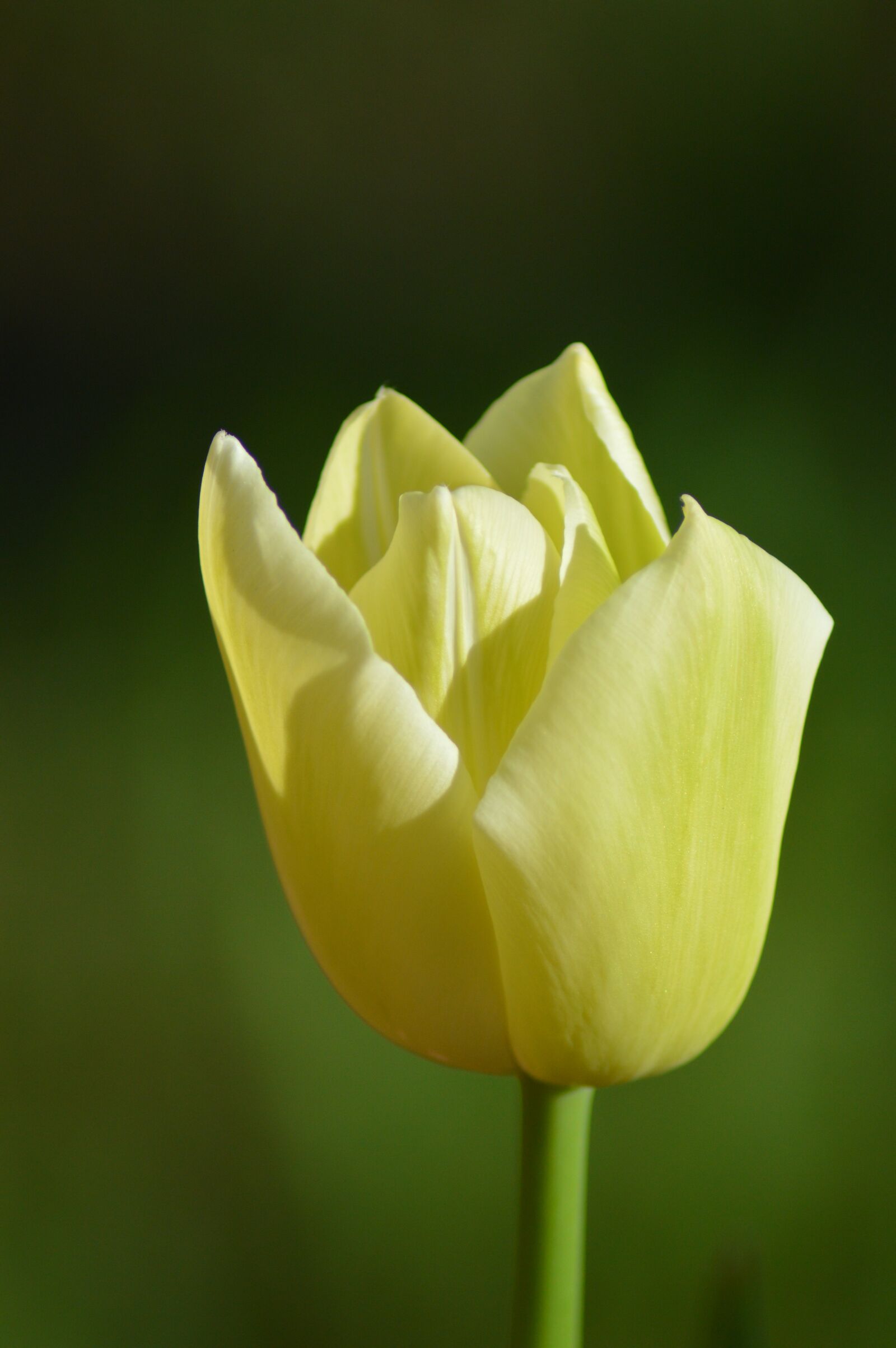 Nikon D3200 sample photo. Tulip, flower, spring photography