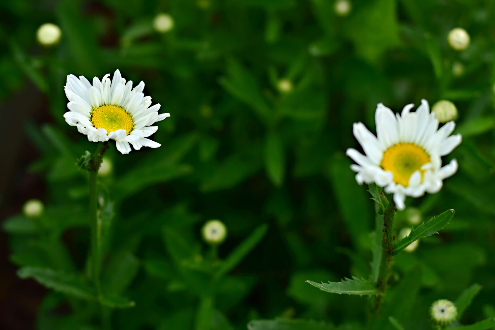 Nikon D5300 sample photo. Perennial, flower, summer flower photography