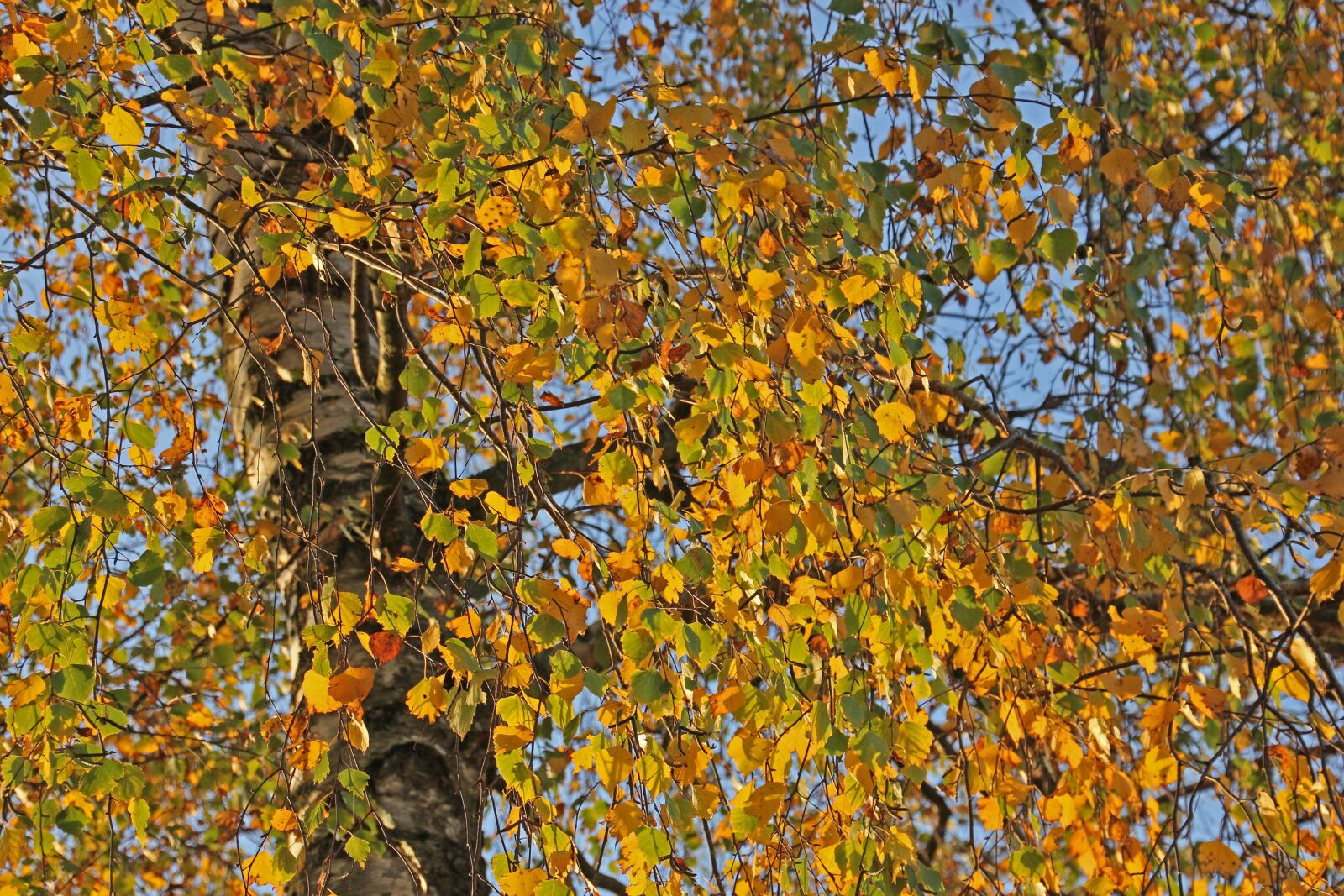 Canon EOS 60D sample photo. Autumn, tree, nature photography