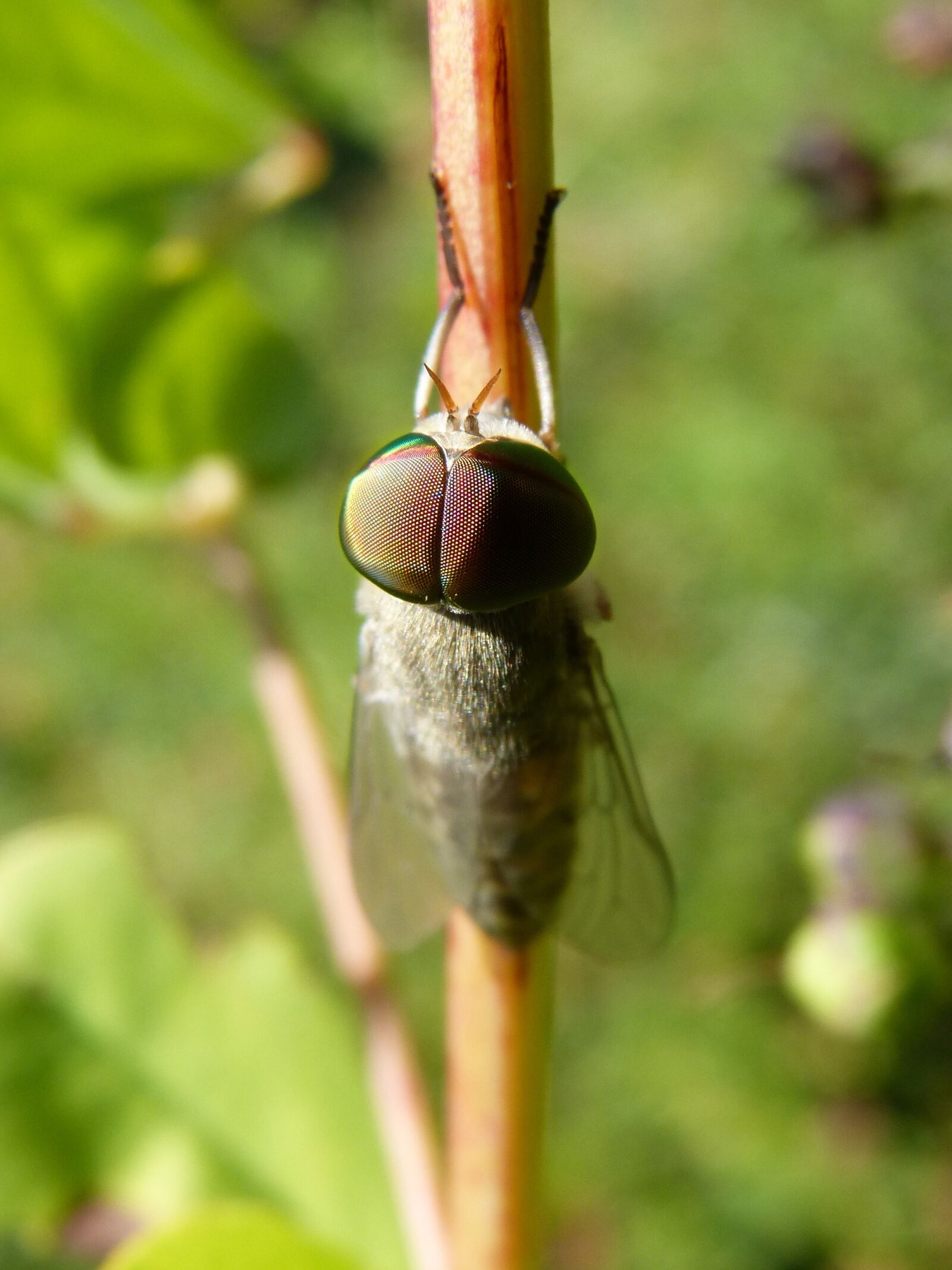 Panasonic DMC-FZ62 sample photo. Horsefly, eyes compounds, hexagons photography