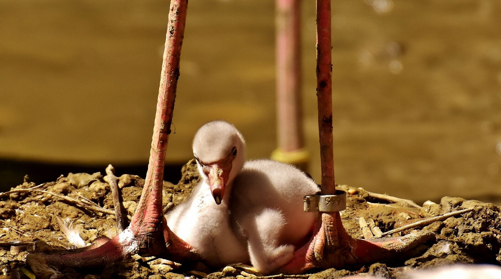 Nikon D7200 sample photo. Flamingos, chicks, cute photography
