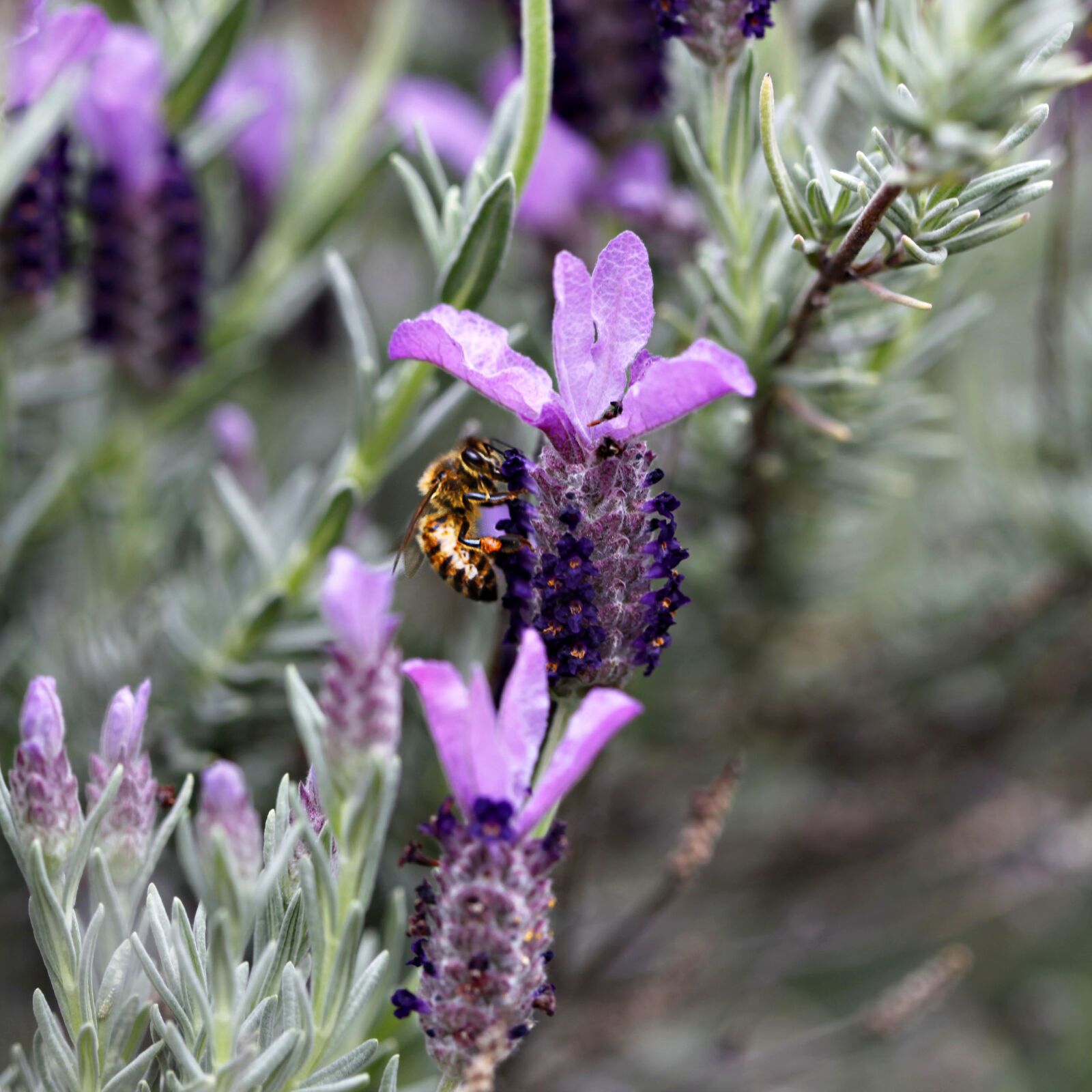 Canon EOS 5D Mark II sample photo. Bumble bee, flowers, lavender photography