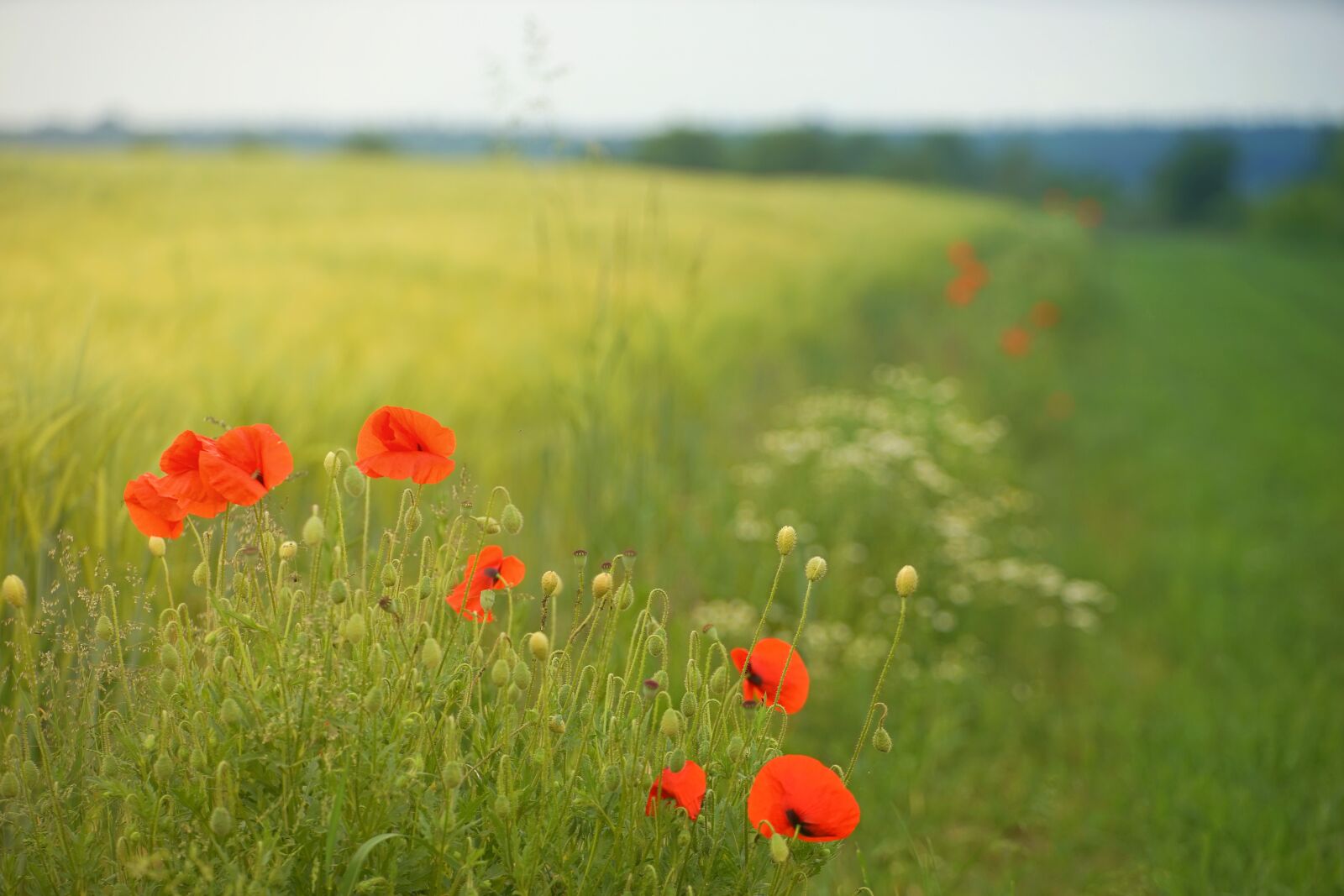 Sony a7 + Sony DT 50mm F1.8 SAM sample photo. Poppy, field, meadow photography