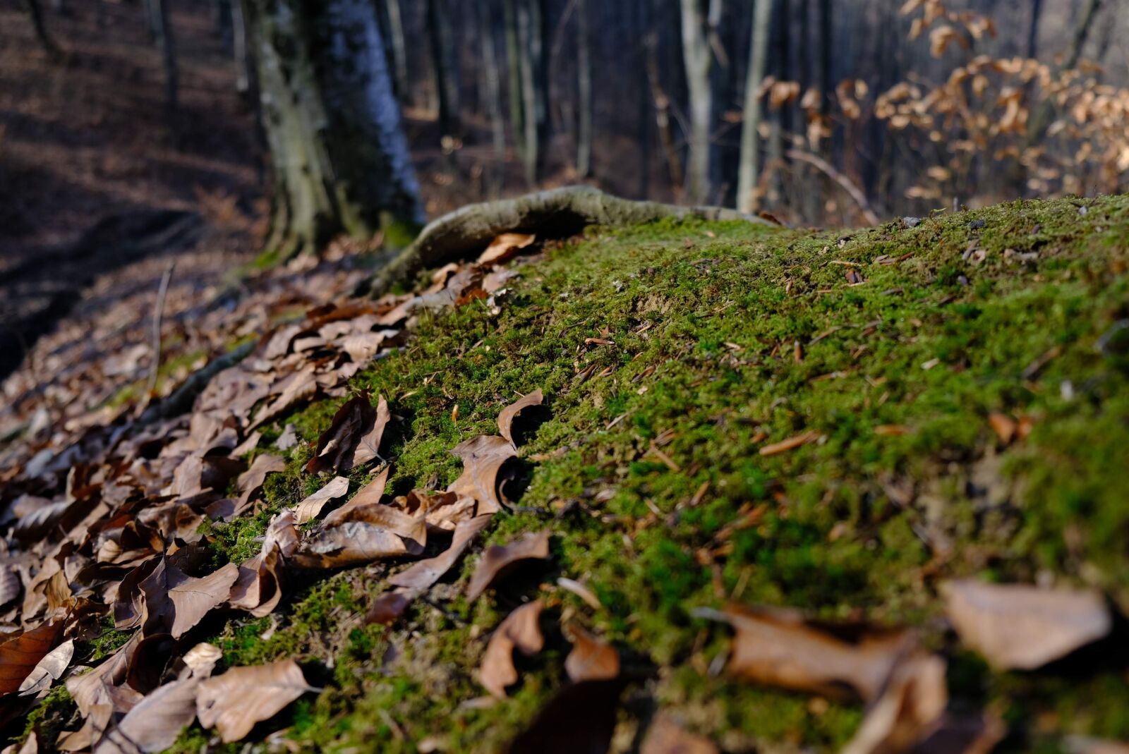 Fujifilm X-T2 sample photo. Moss, forest, nature photography