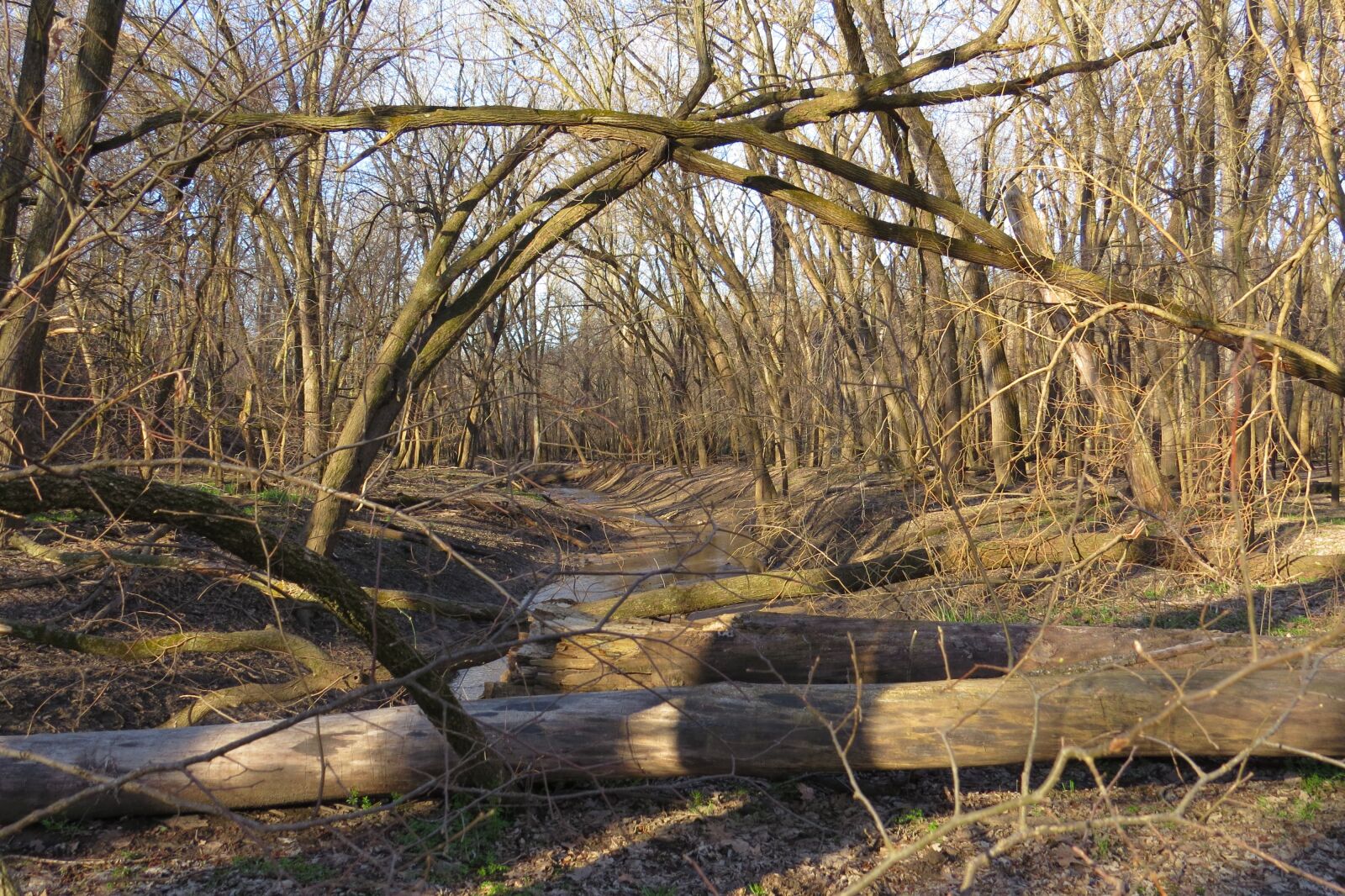 Canon PowerShot SX50 HS sample photo. Trees, logs, woods photography