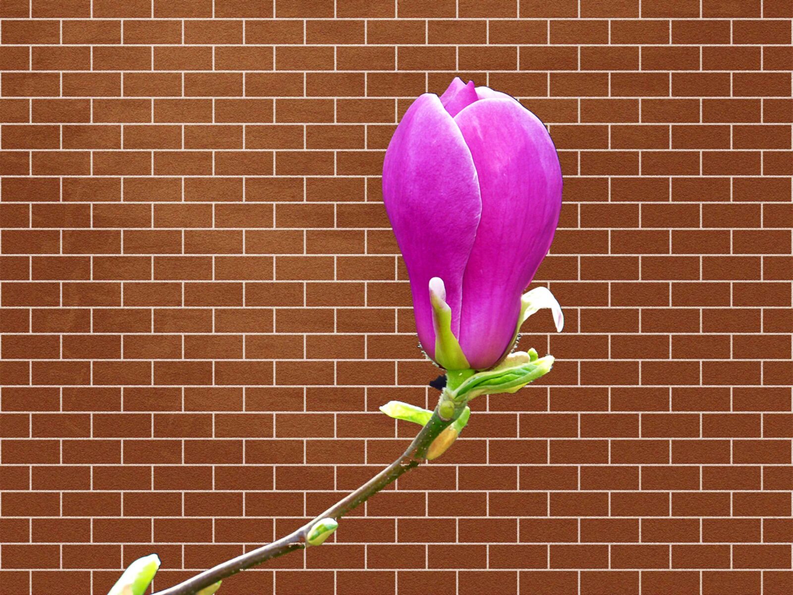 Panasonic DMC-TZ7 sample photo. Wall, brick, magnolia photography