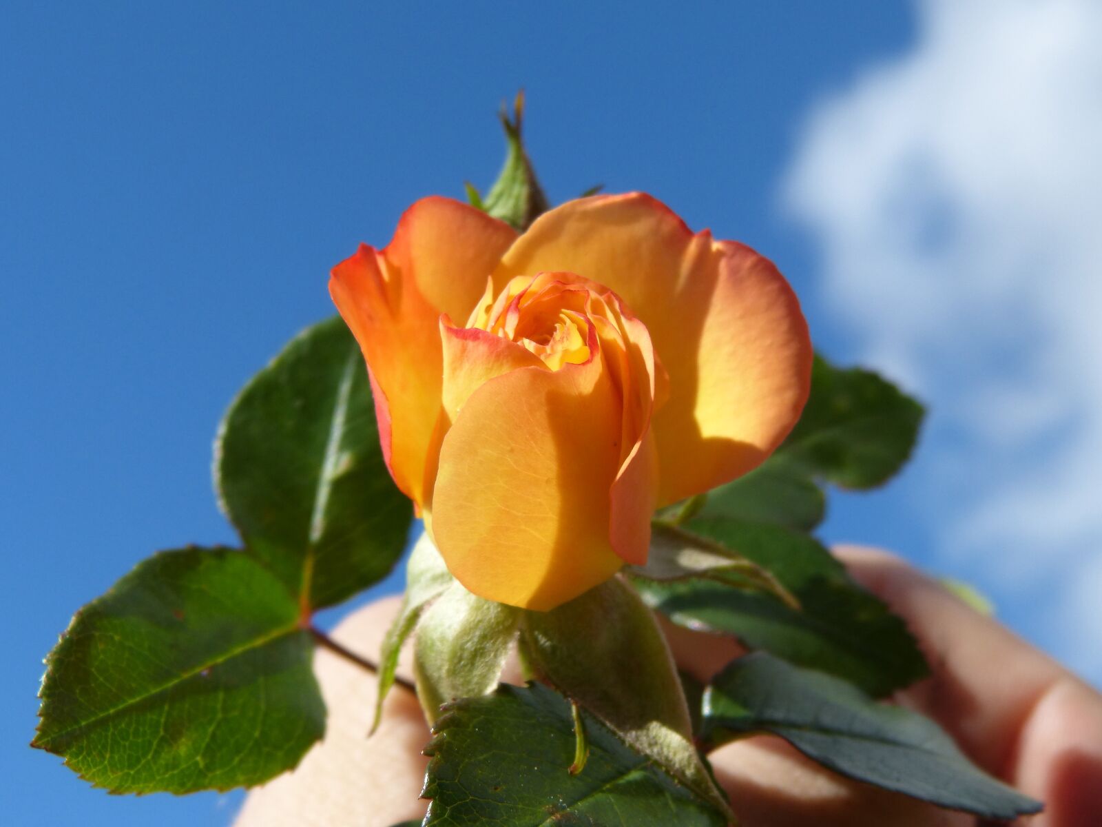 Panasonic DMC-FZ62 sample photo. Flower, rosa, yellow rose photography