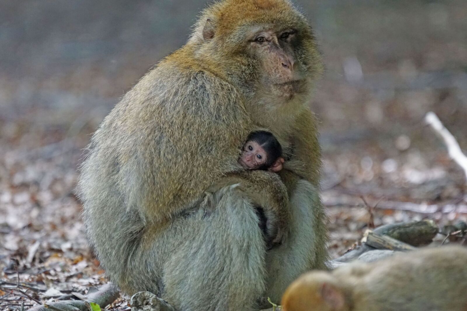Sony ILCA-77M2 sample photo. Ape, wildlife, wild, nature photography